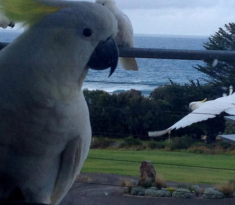 Apollos View Accommodation - VIC Tourism 21