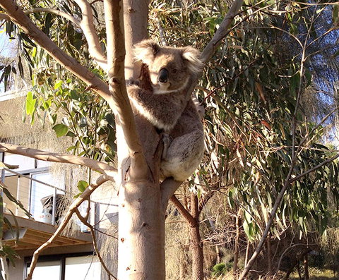 Apollos View Accommodation - VIC Tourism 22