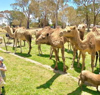 The Funny Farm - Animals / Churchhouse / Amazing Experience - VIC Tourism