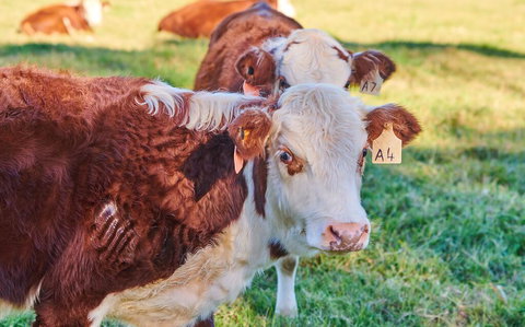 The Vale - VIC Tourism 2