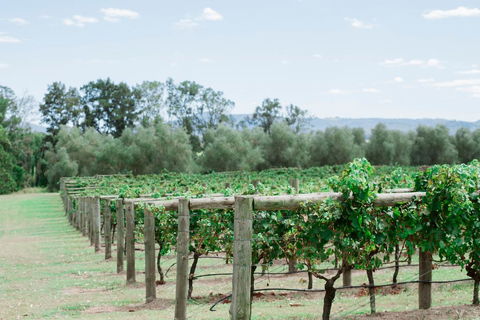 Tranquil Vale Vineyard - VIC Tourism 2
