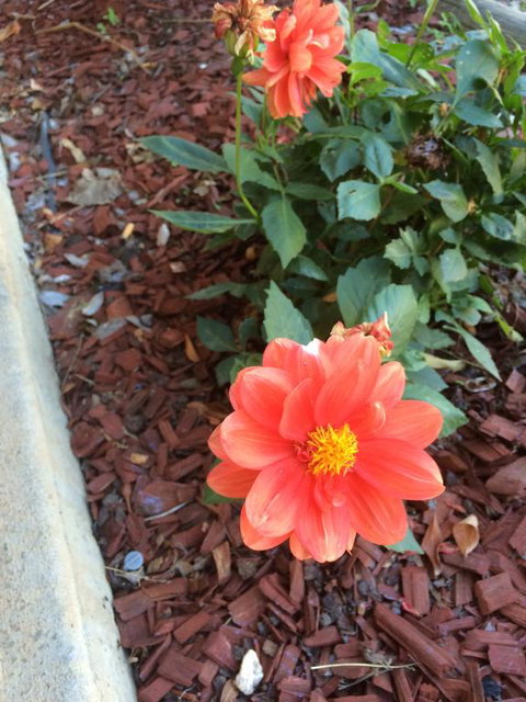 Tumut Valley Motel - VIC Tourism 1