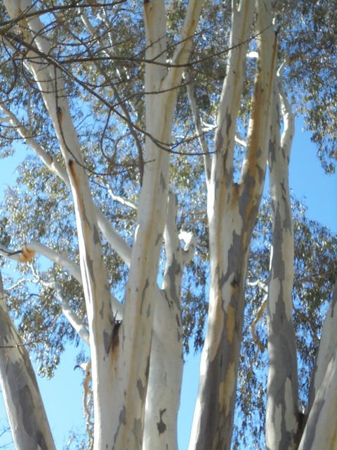 Wagga Wagga Tourist Park - VIC Tourism 3