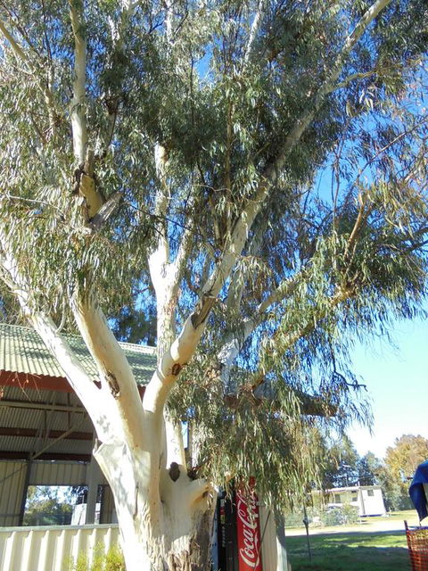 Wagga Wagga Tourist Park - VIC Tourism 2