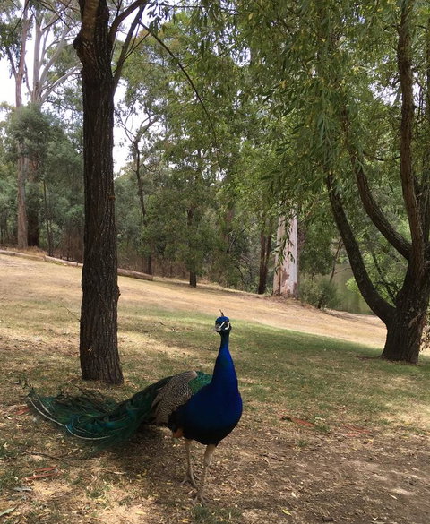 Daydream Cottage - VIC Tourism 23