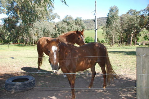 Bluegum Ridge Cottages - VIC Tourism 34