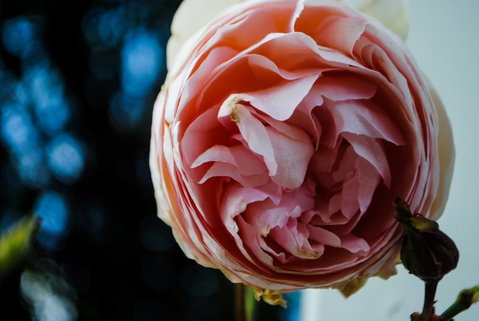 Bed Of Roses - VIC Tourism 36