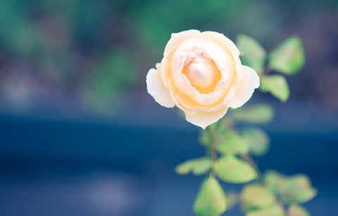 Bed Of Roses - VIC Tourism 14