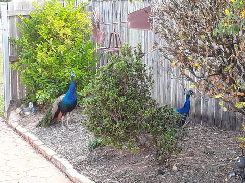 The Peacocks Nest - VIC Tourism 42