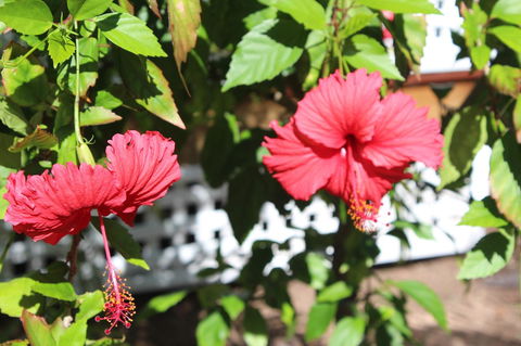 Amaroo On Mandalay, Magnetic Island - VIC Tourism 35
