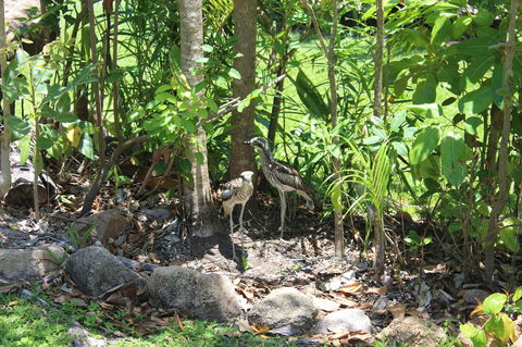 Amaroo On Mandalay, Magnetic Island - VIC Tourism 40