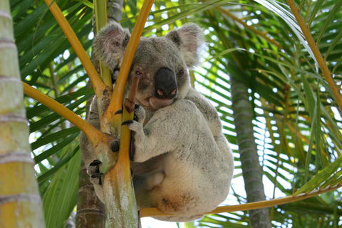 Amaroo On Mandalay, Magnetic Island - VIC Tourism 44