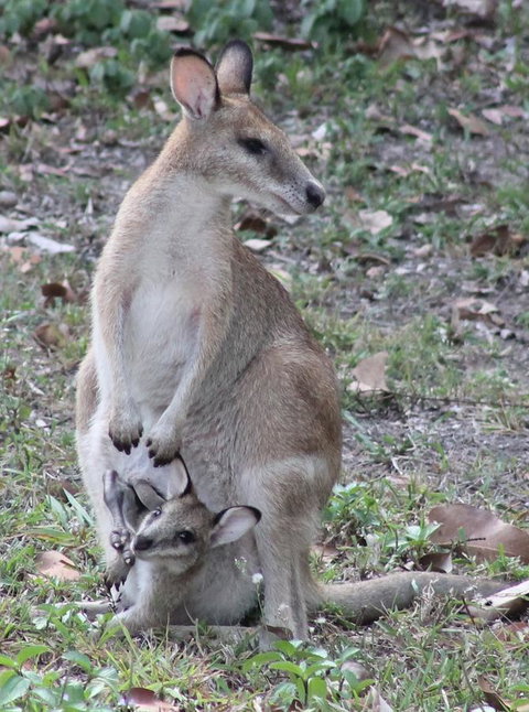 Airlie Beach Eco Cabins - Adults Only - VIC Tourism 40