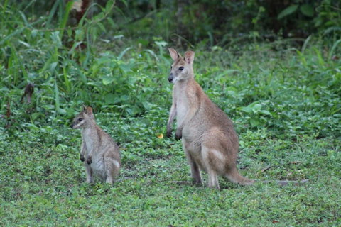 Airlie Beach Eco Cabins - Adults Only - VIC Tourism 16