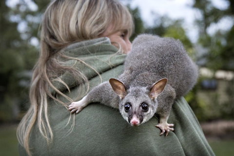 Airlie Beach Eco Cabins - Adults Only - VIC Tourism 3