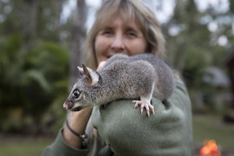 Airlie Beach Eco Cabins - Adults Only - VIC Tourism 11