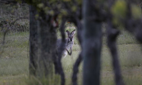 Granite Belt Retreat And Brewery - VIC Tourism 23