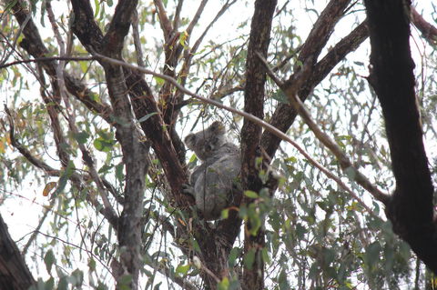 Granite Belt Retreat And Brewery - VIC Tourism 20