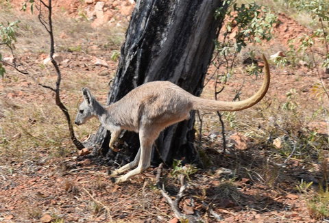 Ironbark House - VIC Tourism 24
