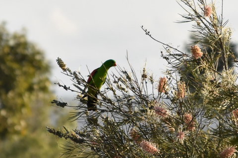 Ironbark House - VIC Tourism 29