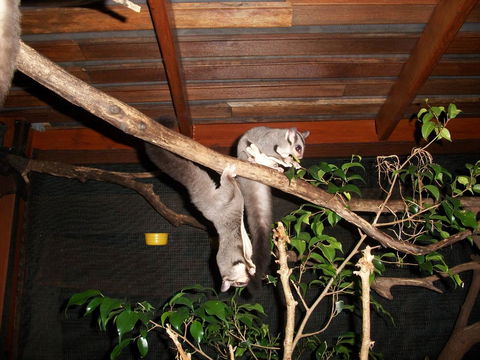 Forest Lodge: Little Villa - VIC Tourism 1