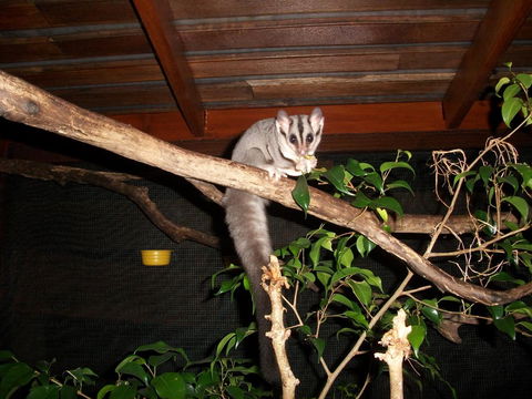 Forest Lodge: Little Villa - VIC Tourism 18