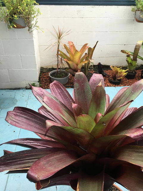 Black Marlin Motel - VIC Tourism 17