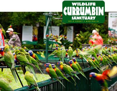 Private Guest Suite High On Currumbin Hill - VIC Tourism 19