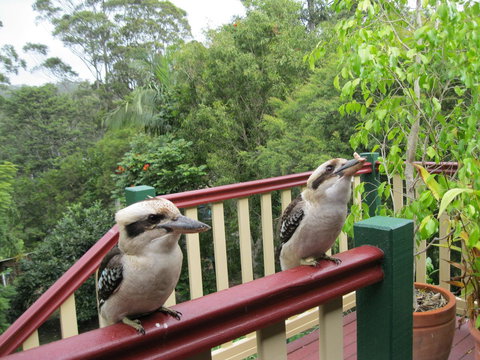 Shasta Place - VIC Tourism 12