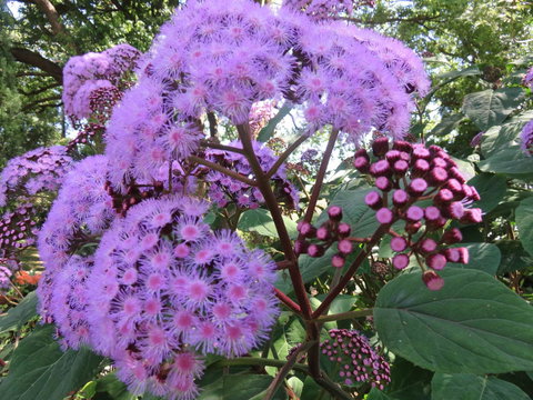 Shasta Place - VIC Tourism 8