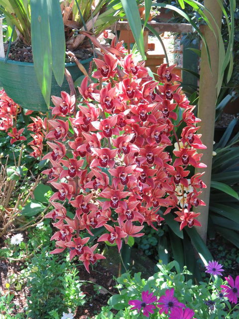 Shasta Place - VIC Tourism 9