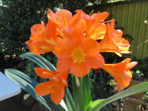 Shasta Place - VIC Tourism 10