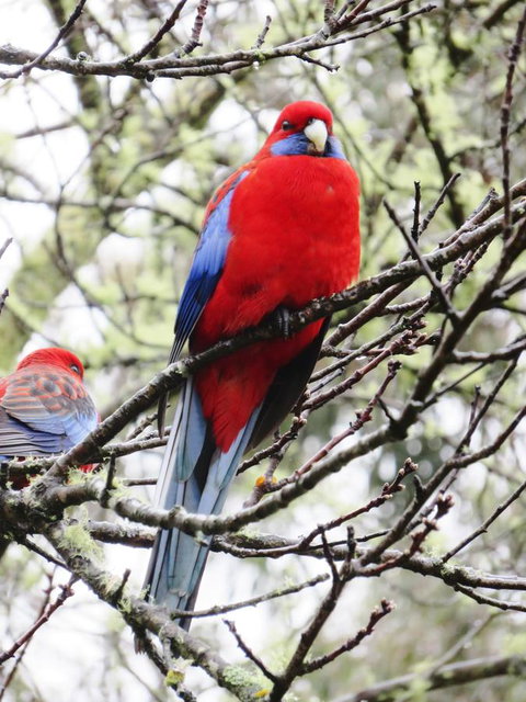 Shasta Place - VIC Tourism 13