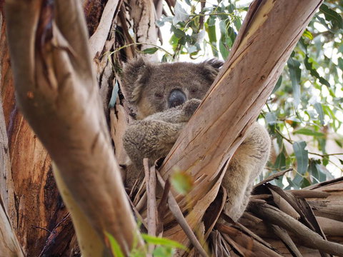 WHITE SHELLS HOLIDAY RENTAL - VIC Tourism 1