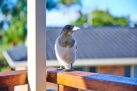 A Kids Dream & Paradise For Parents - VIC Tourism 2