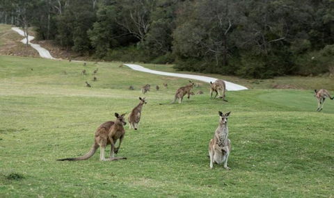 Anglesea River Apartment 22 - VIC Tourism 4