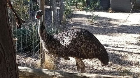 BAROSSA HILLS COTTAGES - VIC Tourism 3