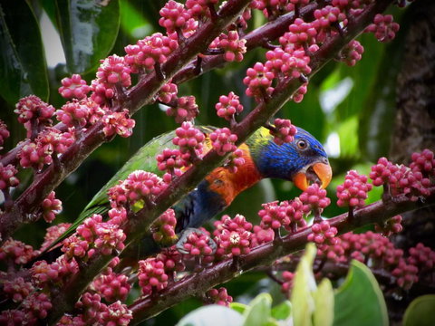 Daintree Manor B&B - VIC Tourism 4