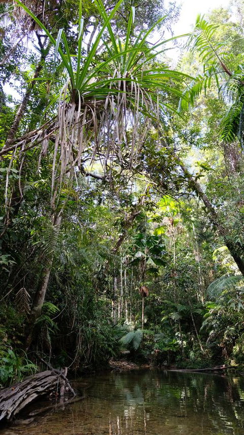 Daintree Manor B&B - VIC Tourism 7