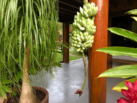 Daintree Manor B&B - VIC Tourism 10