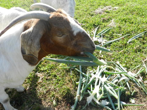 Hay Point Country BnB - VIC Tourism 15