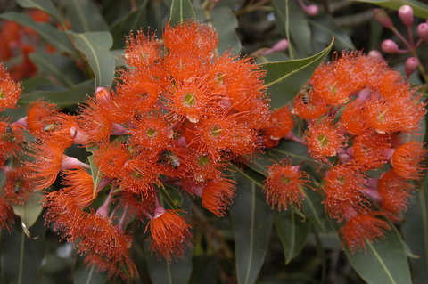 Ficifolia Lodge - VIC Tourism 26