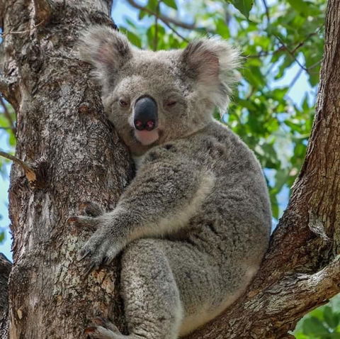 Magnetic Island Guest House - VIC Tourism 11