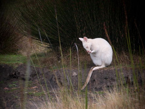 Parnella Adventure Bay, Bruny Island - VIC Tourism 18