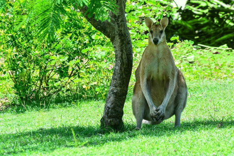 2 Bedroom Poinciana Lodge - VIC Tourism 1