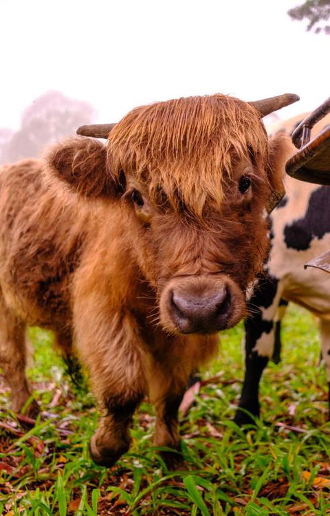 Fiery, Cozy Starry Nights - Farm Stay! - VIC Tourism 3