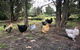 Garden-nestled Granny Flat Between Winery And Town - thumb 4