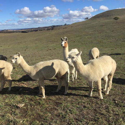 GOULBURN ALPACA FARM STAY - VIC Tourism 0