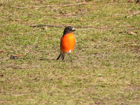 Gulkula2 Wildlife Retreat - VIC Tourism 1