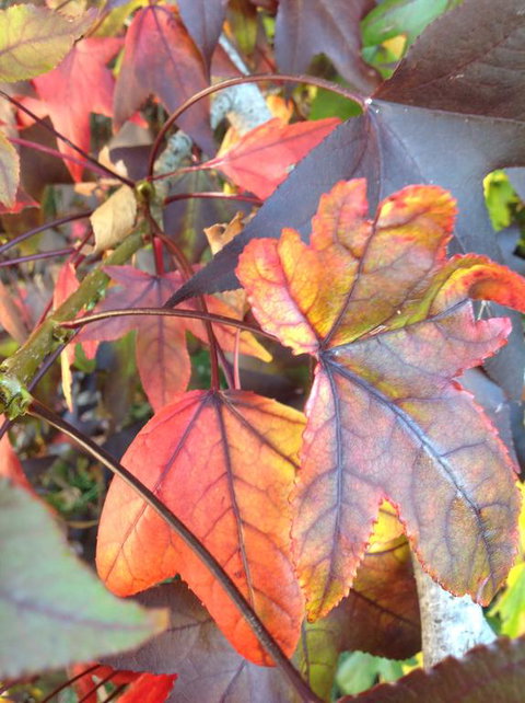 Altona Motel - VIC Tourism 2